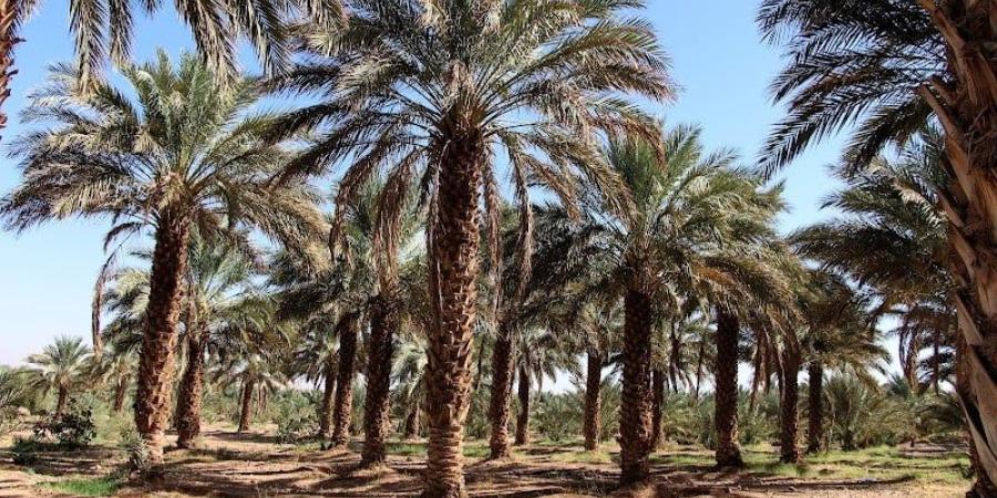 الواحات تستعيد العافية .. وإنتاج التمور مرشح للتصاعد في المملكة - بوابة المدينة برس