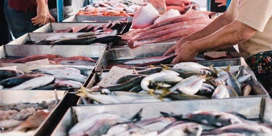 أسعار السمك اليوم الأحد، البلطي بـ 76 جنيها وقشر البياض يصل إلى 310 بعد الارتفاع - المدينة برس