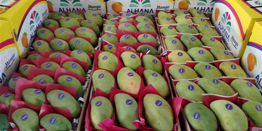 فى اليوم العالمى للمانجو، تعرف على حجم الإنتاج المحلى لـ ملكة الفواكه - المدينة برس