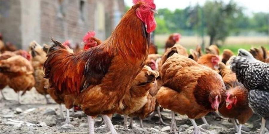 ارتفاع البيضاء وانخفاض البلدي، سعر الفراخ اليوم الأربعاء 22 يوليو 2026 - المدينة برس