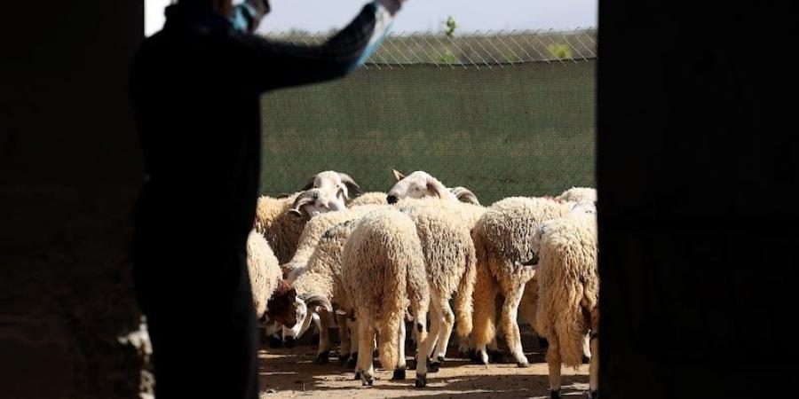 جمعية مربي الأغنام والماعز: القطيع المؤطر يرتفع إلى 4,8 ملايين رأس - بوابة المدينة برس