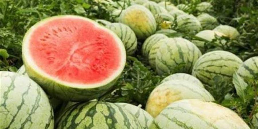 تفسير رؤية البطيخ في المنام وعلاقتها بتحقيق مكانة اجتماعية مرموقة - المدينة برس