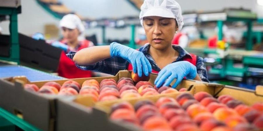 صادرات الصناعات الغذائية تسجل 3.77 مليار دولار بالنصف الأول من 2026 - المدينة برس