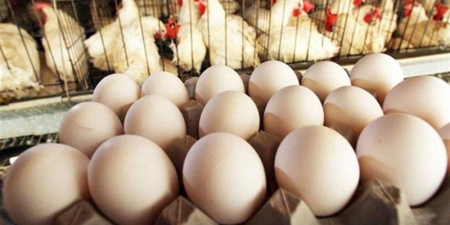 ارتفاع سعر كرتونة البيض الأبيض والأحمر في بورصة الدواجن اليوم الثلاثاء - المدينة برس