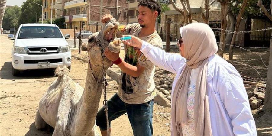 منظومة متكاملة لتطوير وتنظيم خدمات ركوب الخيل والجمال بمنطقة أهرامات الجيزة - المدينة برس