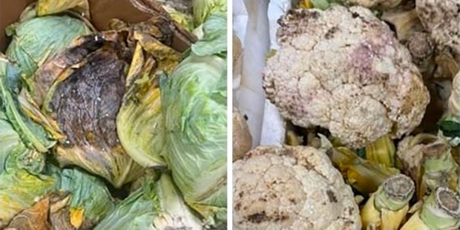 «الغذاء» تتلف 173 كيلوغراماً من المواد غير الصالحة للاستهلاك الآدمي - بوابة المدينة برس