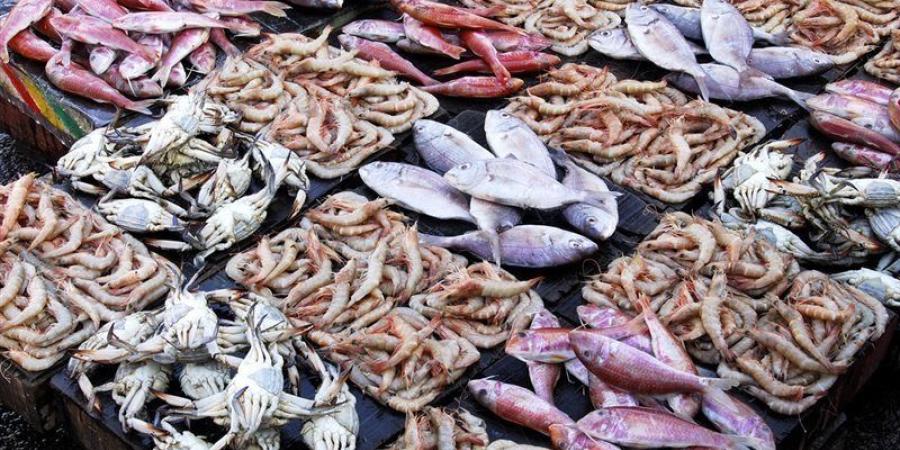 أسعار السمك اليوم، انخفاض كبير في البلطي والمكرونة قفزة جديدة في الجمبري الممتاز - المدينة برس