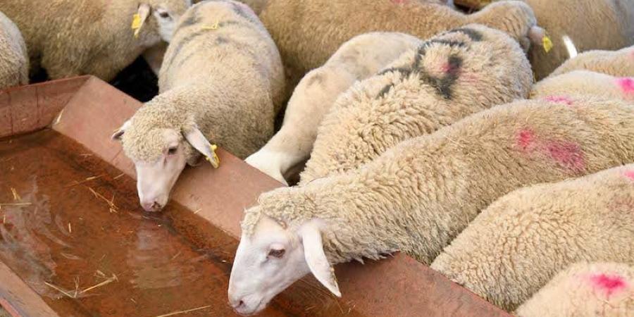 ندرة العرض وكلفة الأعلاف ترفعان أسعار "خرفان التسمين" في المغرب - بوابة المدينة برس
