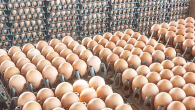 أسعار البيض اليوم
