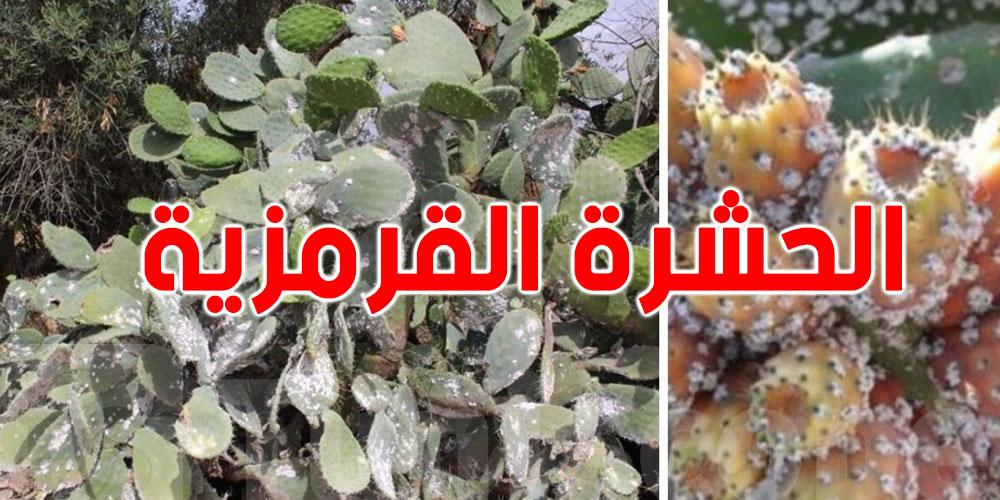 الحشرة القرمزية تخرج عن السيطرة: نداء عاجل من الفلاحين في نابل